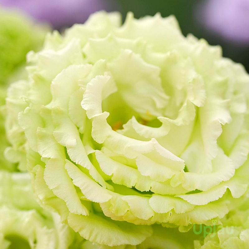 Green Lisianthus
