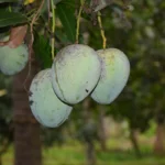 All Time Sweet Grafted Mango Plant Baramasi Katimon Mango Plant in India