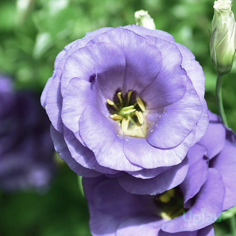 Lavender Lisianthus/Eustoma Lavender Plant Sapling (1pcs) - Image 2