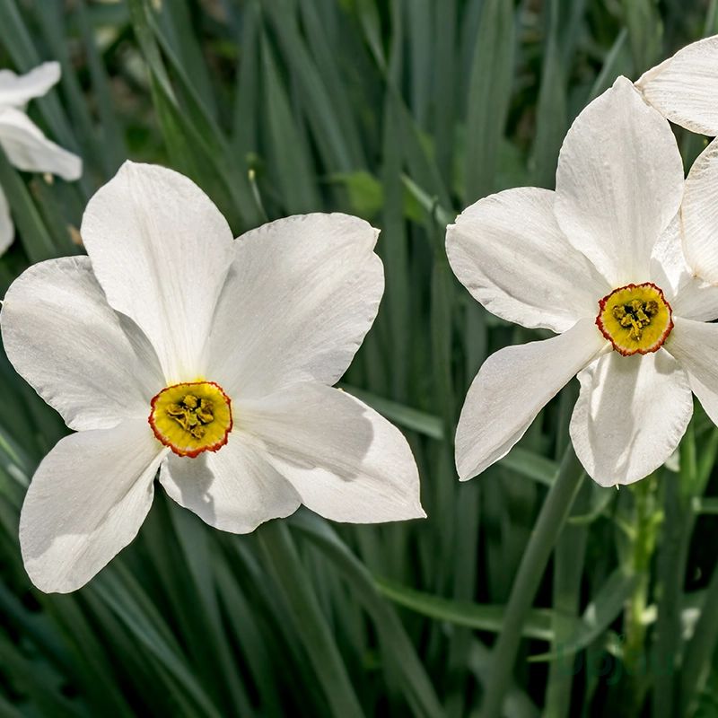 Nargis-flower-bulb