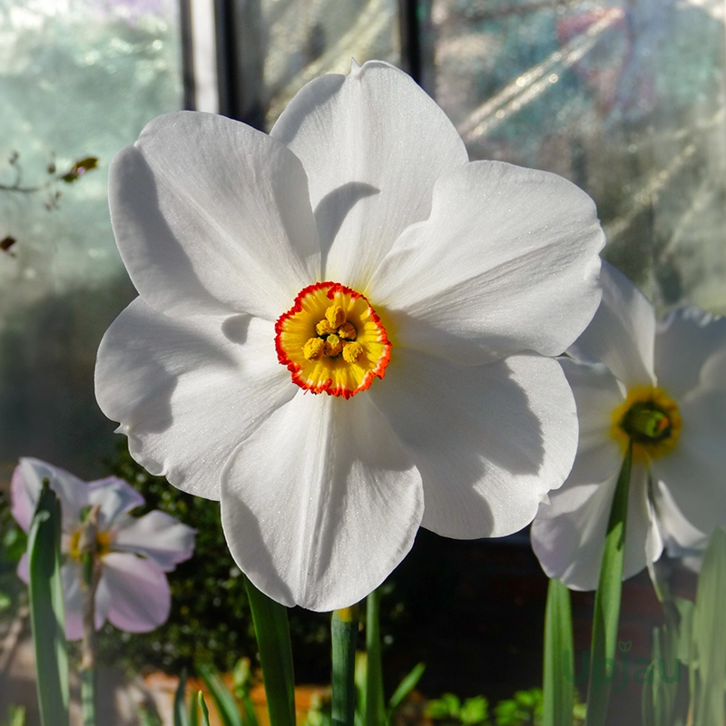 Nargis-flower-bulbs
