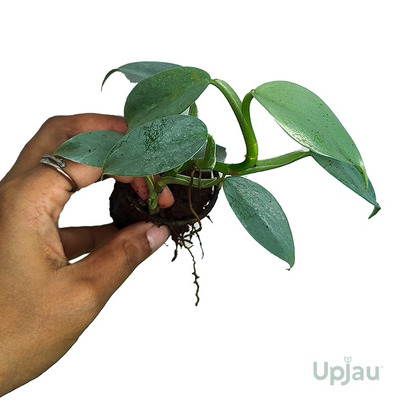 Philodendron-Silver-Sword