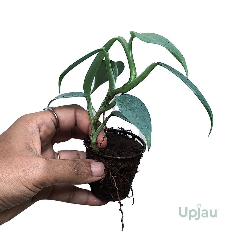 Philodendron-Silver-Sword-Sapling