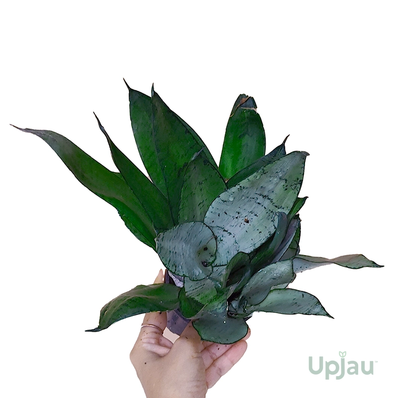 Sansevieria-Moonlight-Snake-Plant