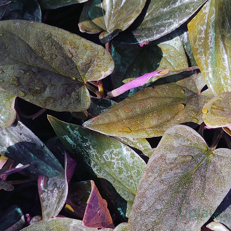 black-money-plant-pothos