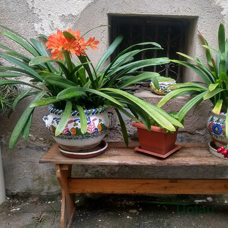Bush Lily / Clivia Lily Roots Harmonize (Orange) - Image 4