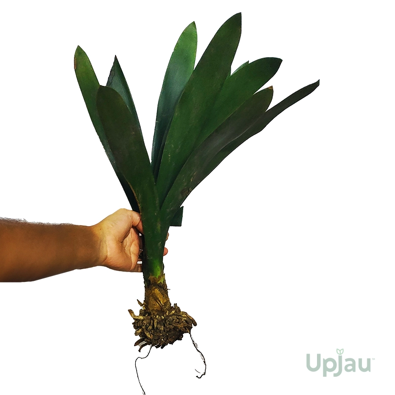 Bush Lily / Clivia Lily Roots Harmonize (Orange) - Image 2