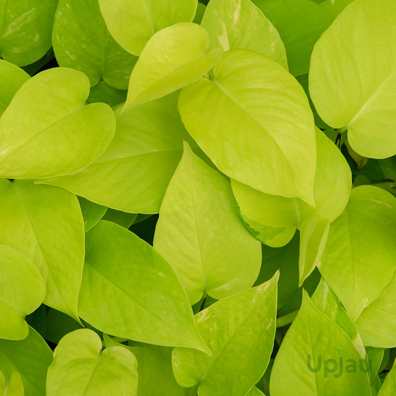 buy-golden-money-plant-pothos