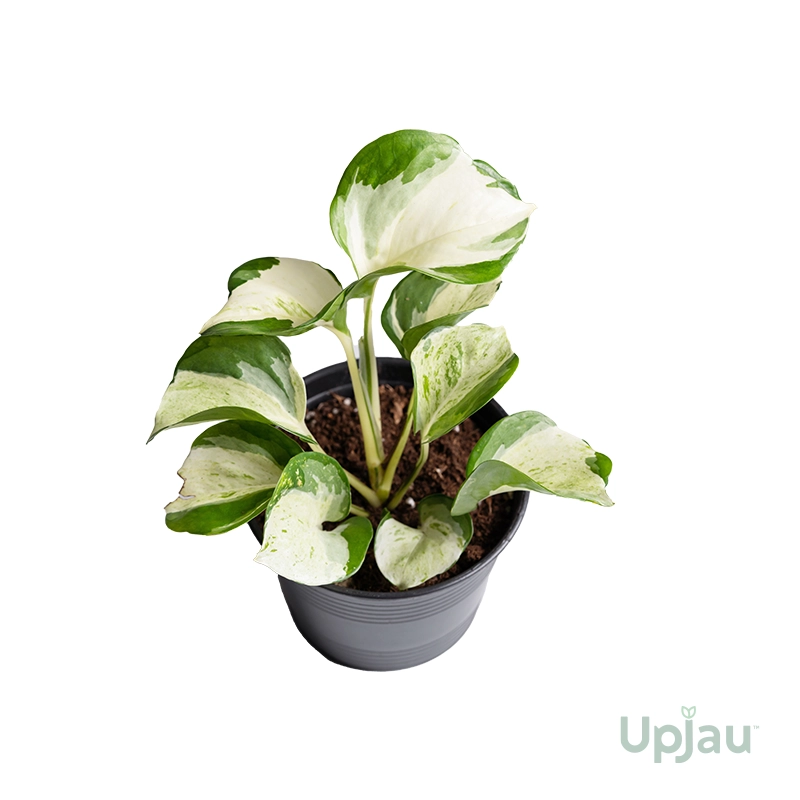 Enjoy / N’joy Money Plant (Pothos) Sapling