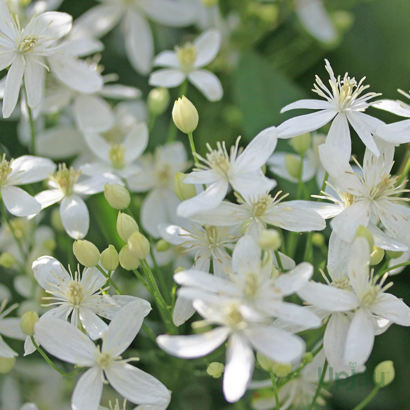 White Clematis / Ranjai Plant Vine (Sapling) - Image 2