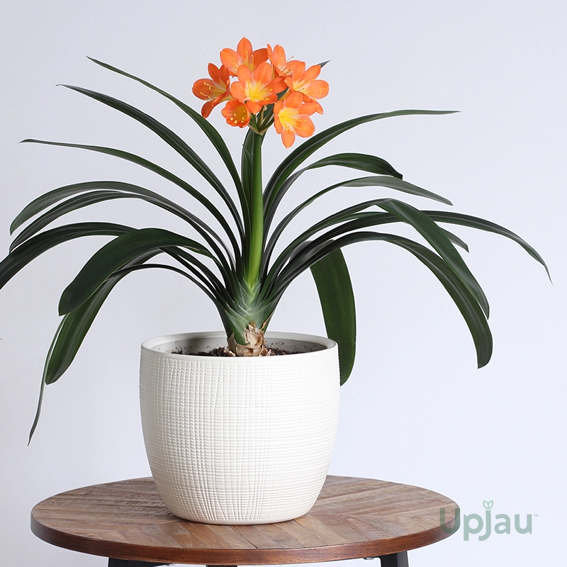 Bush Lily / Clivia Lily Roots Harmonize (Orange) - Image 3