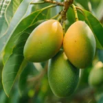 buy dasheri mango fruit sweet fiberless variety