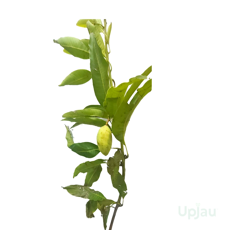 dasheri-mango-plants