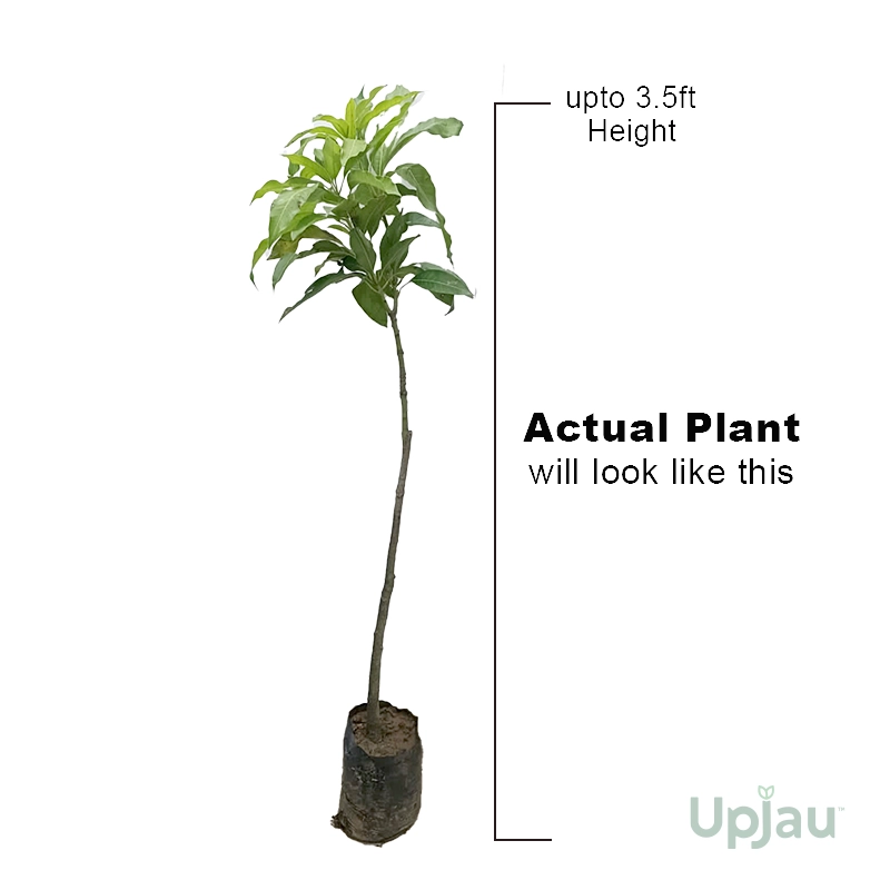 grafted dasheri aam plant for home garden