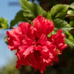 Double Petal Red Hibiscus plant with vibrant red flowers (Gulhad/Gudhal)
