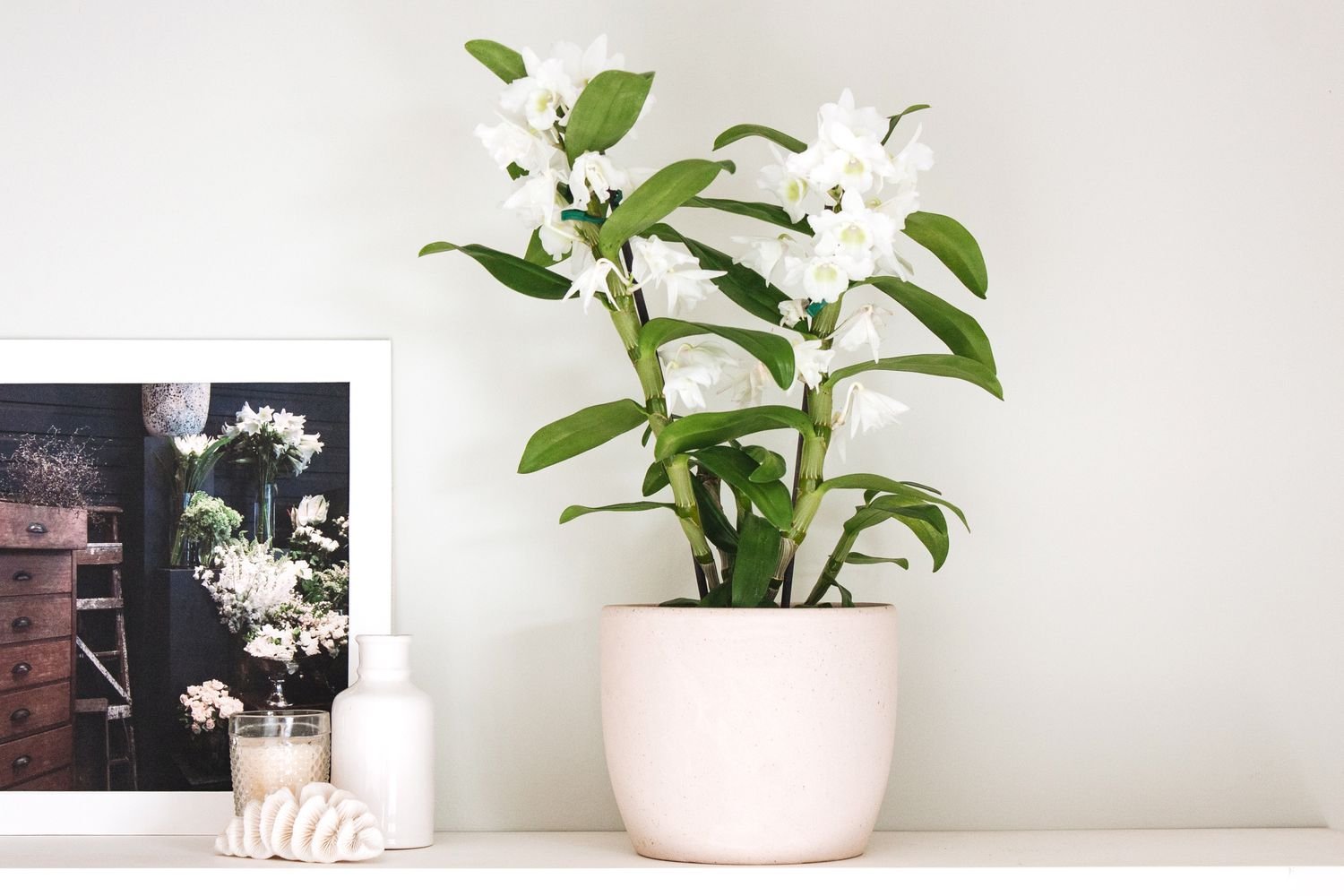 how-to-grow-dendrobioum-orchids