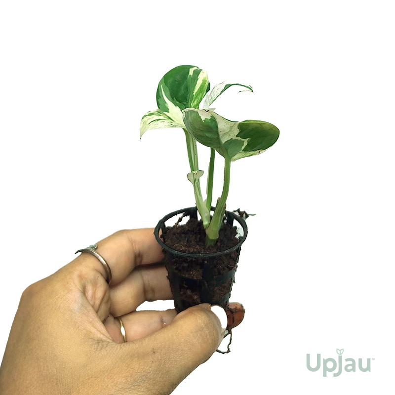 trailing n joy pothos indoor plant