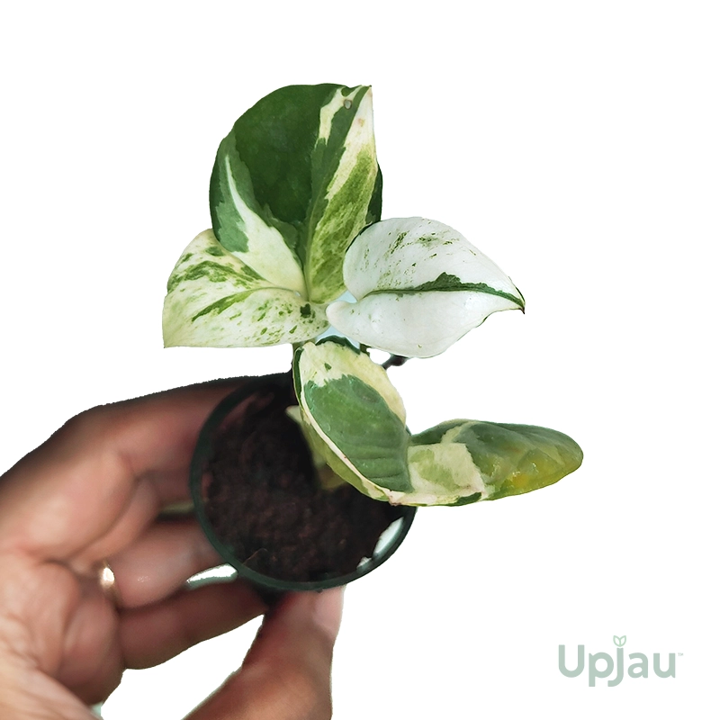 Money Plant / Pothos (Sapling) - Image 3