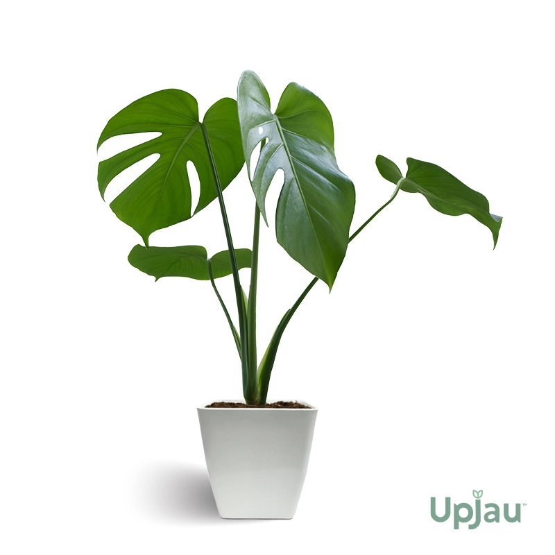 monstera-swiss-cheese-plant