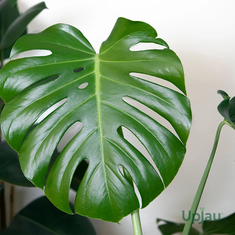 monstera-swiss-cheese-sapling