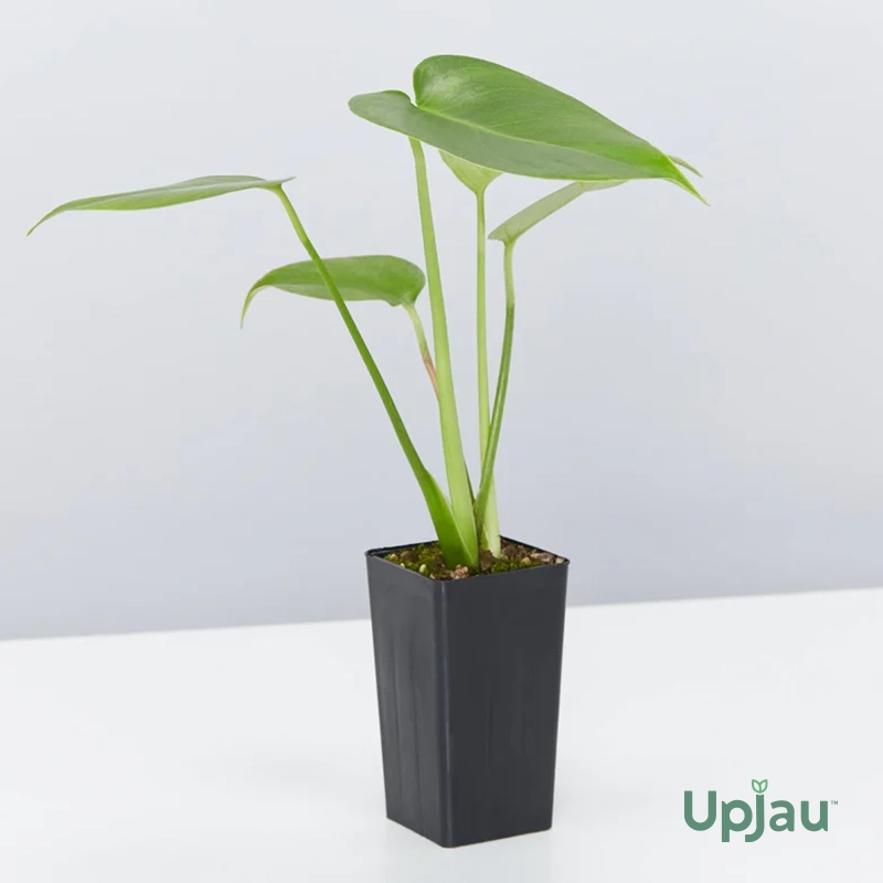 Exotic Plant 2 - Combo of 4 - Image 5