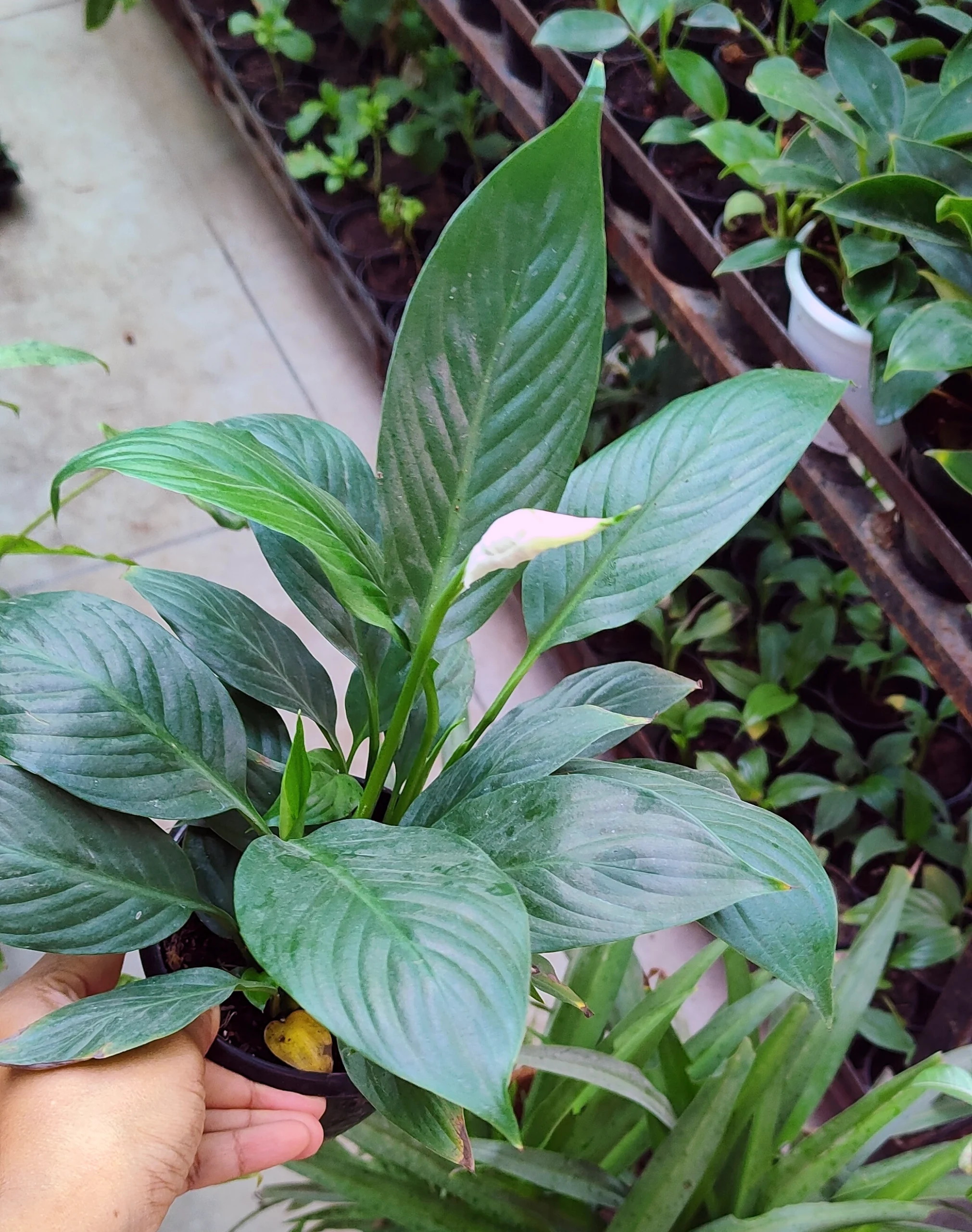 Exotic Plant 2 - Combo of 4 - Image 3