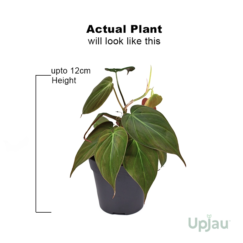 philodendron-oxycardium-black