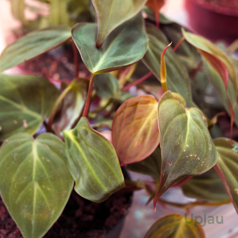 Philodendron Oxycardium Black Money Plant - Image 3