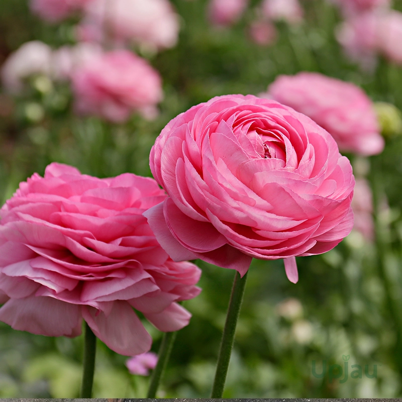pink-ranunculus-flower-bulbs-india