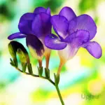 Vibrant purple freesia flowers in full bloom with fragrance