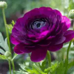 Purple Buttercup flower bulbs with layered purple blooms