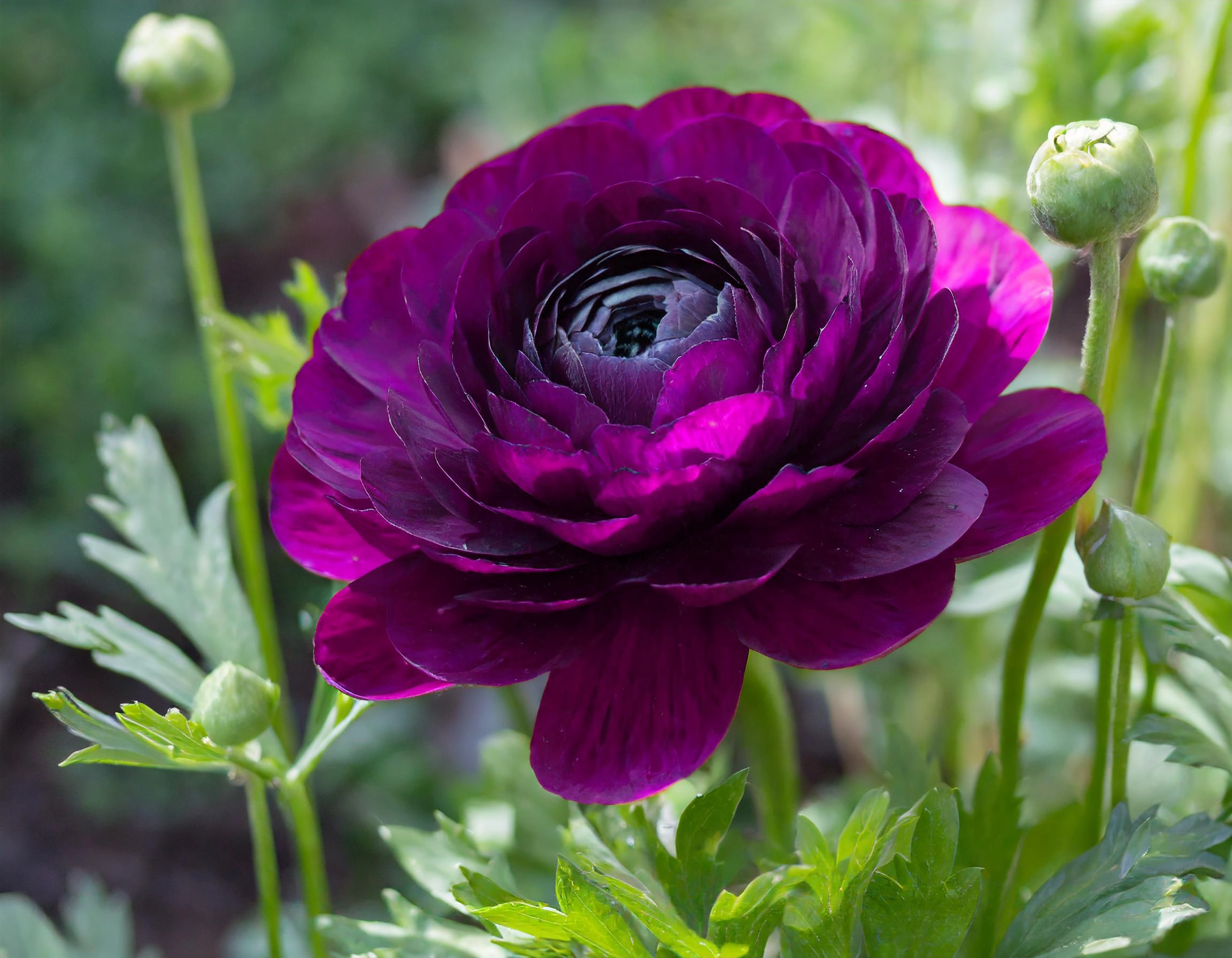 purple-ranunculus-flower-bulbs-india