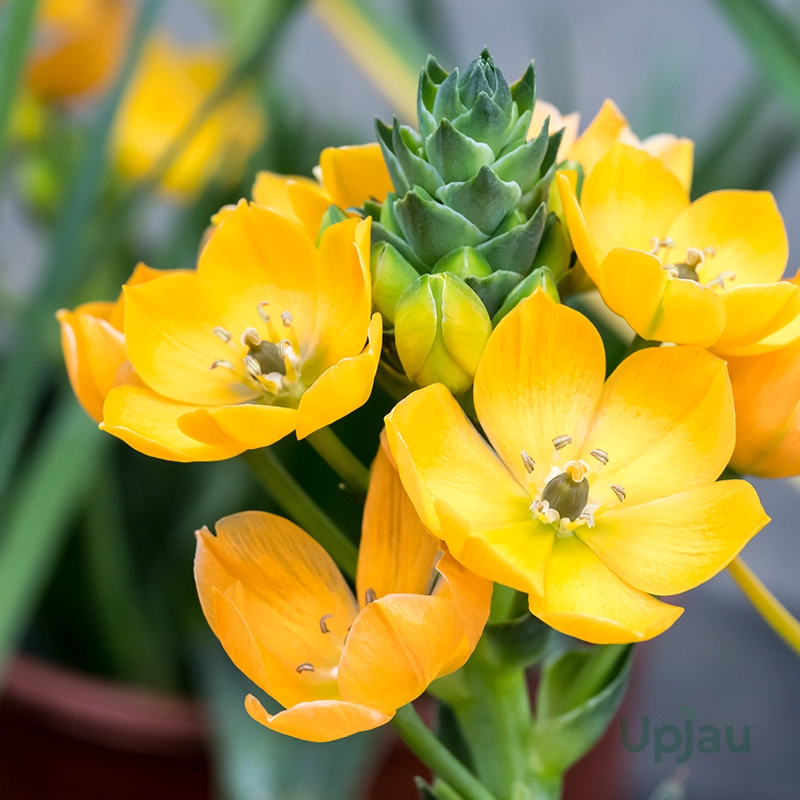 chincherinchee-bulbs
