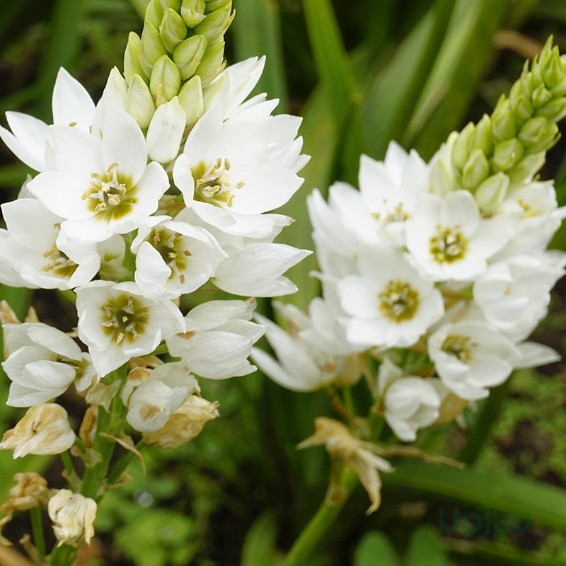 chincherinchee-flower