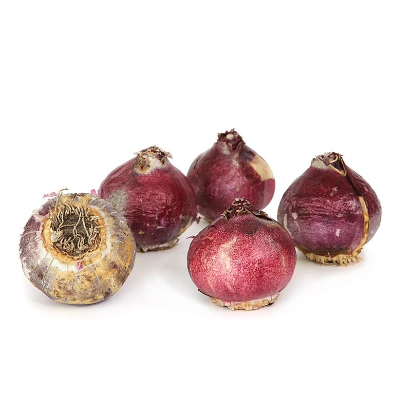 hyacinth-bulb