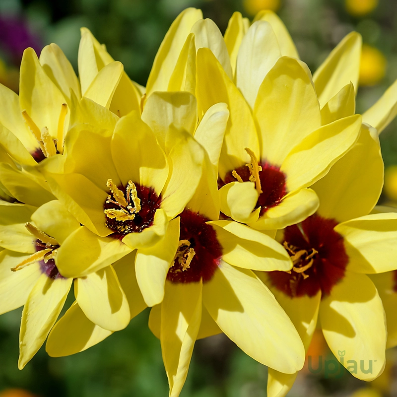 Sparaxis Flower Bulb (Any Color) - Image 3
