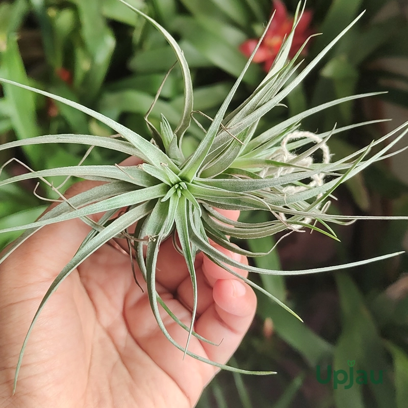 Air-plant