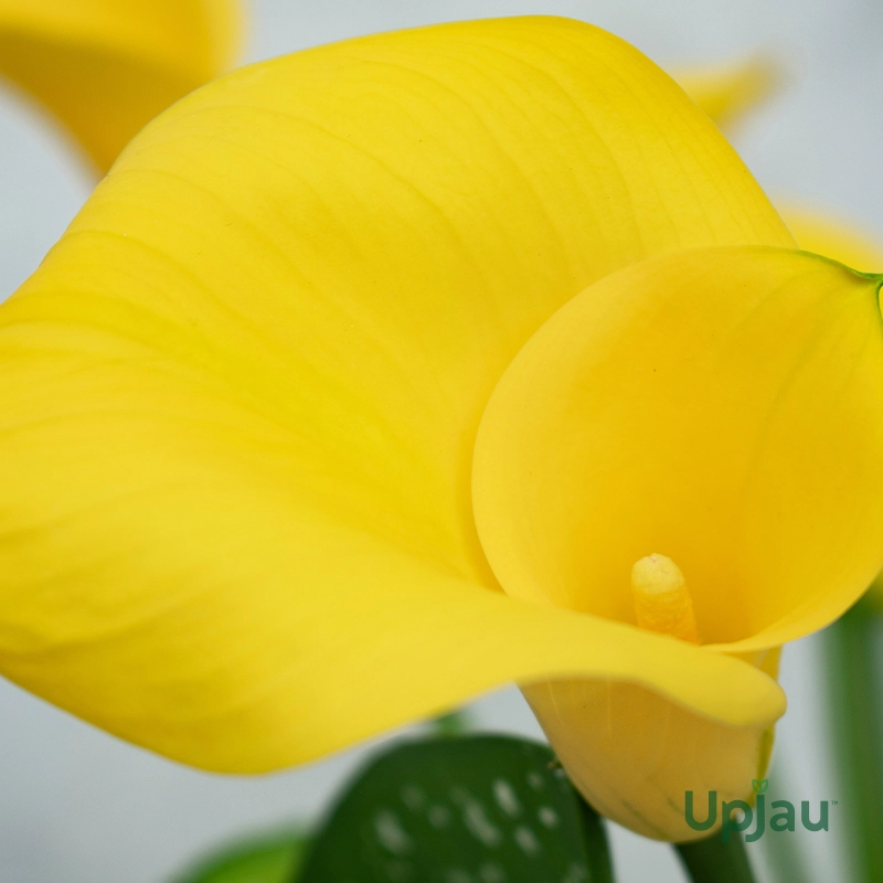 Calla lily Yellow2
