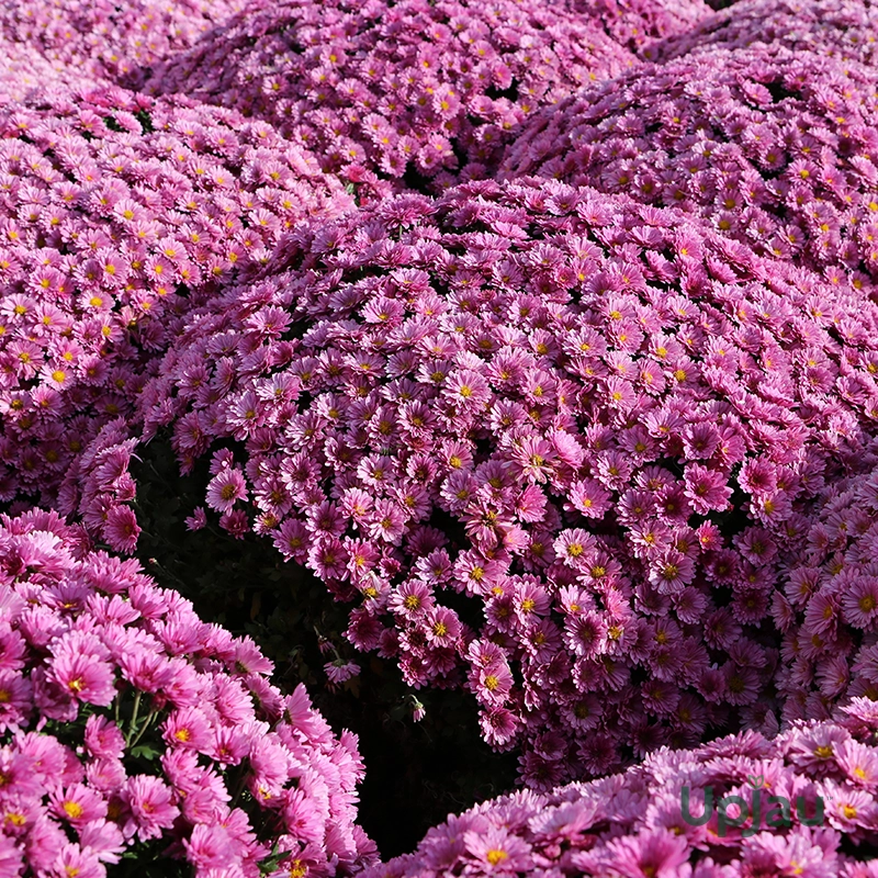 Guldaudi Plant
