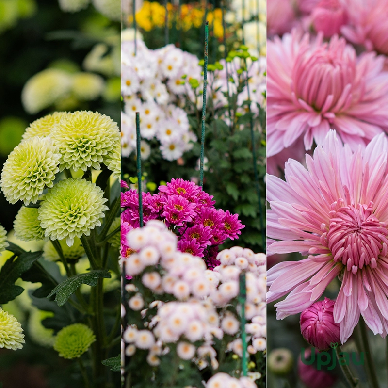 Guldavari/Chrysanthemum / Guldaudi Plant Combo Sapling (12 pcs) - Image 4