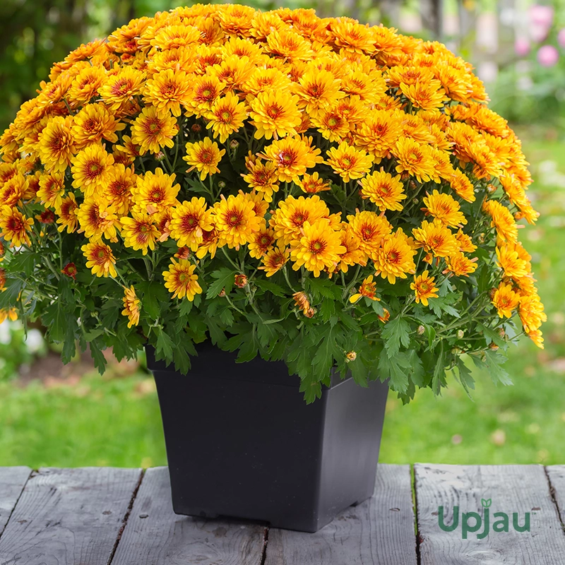 Guldavari/Chrysanthemum / Guldaudi Plant Combo Sapling (12 pcs) - Image 6