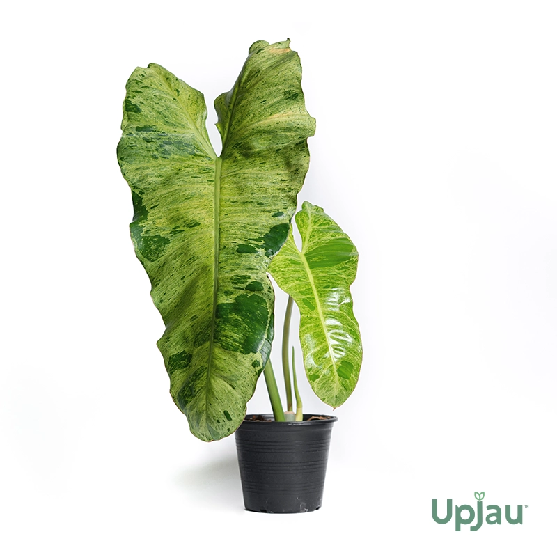 Philodendron Paraiso Verde Plant - Image 2