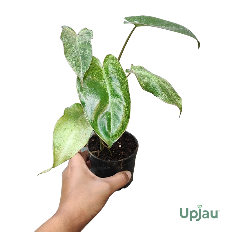 Philodendron Paraiso Verde Plant - Image 3