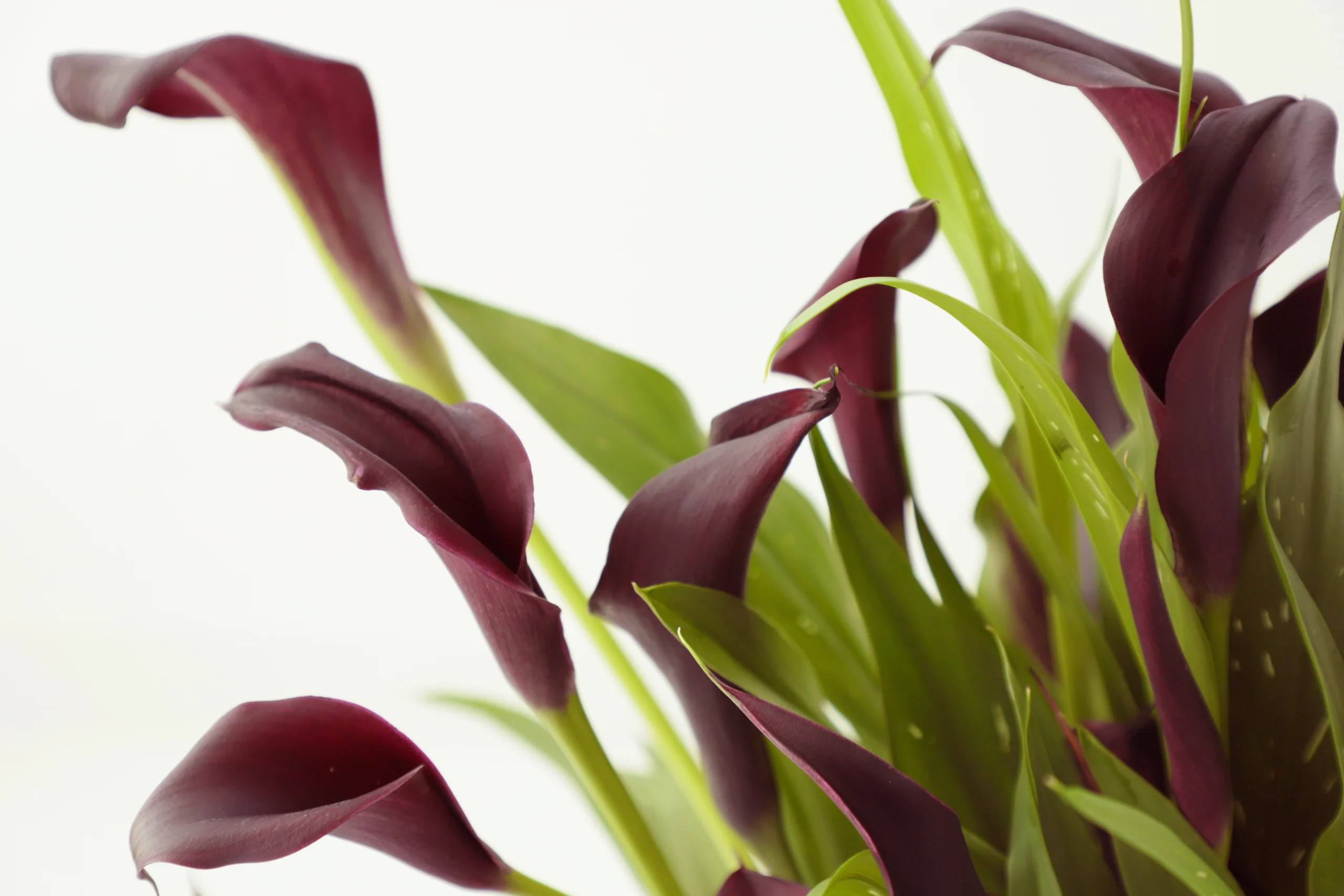 black-calla-lily-flower-bulb