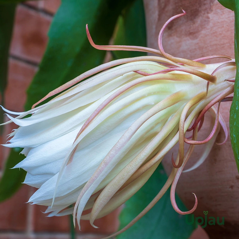 brahma-kamal-plants
