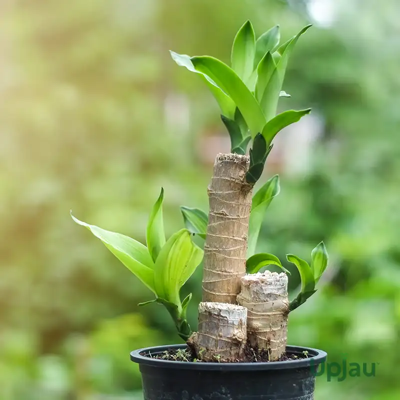 brazilian-wood-plant-green-leaf