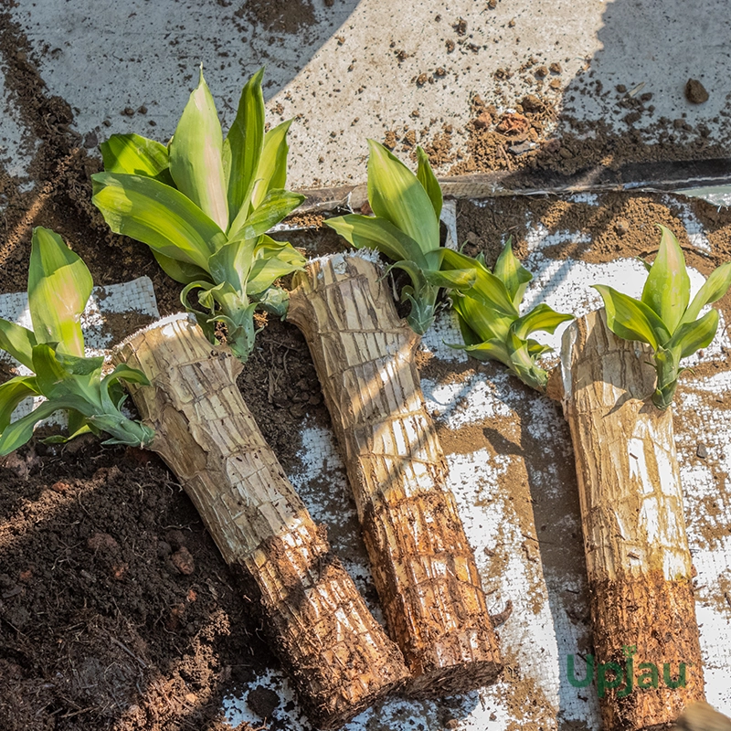 brazilian-wood-plants
