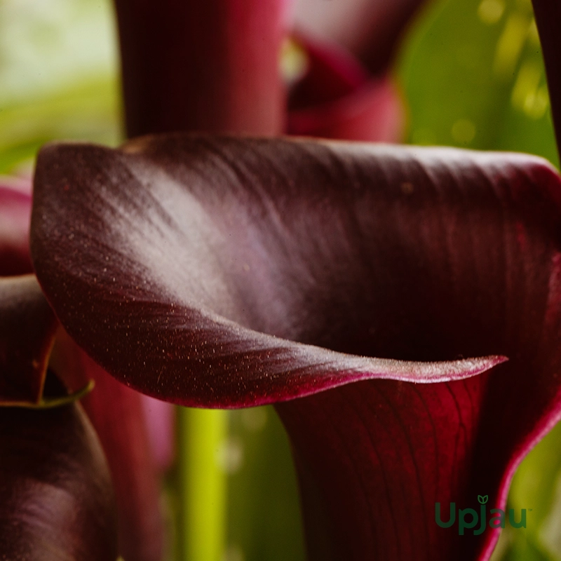 buy-black-calla-lily-bulbs-online