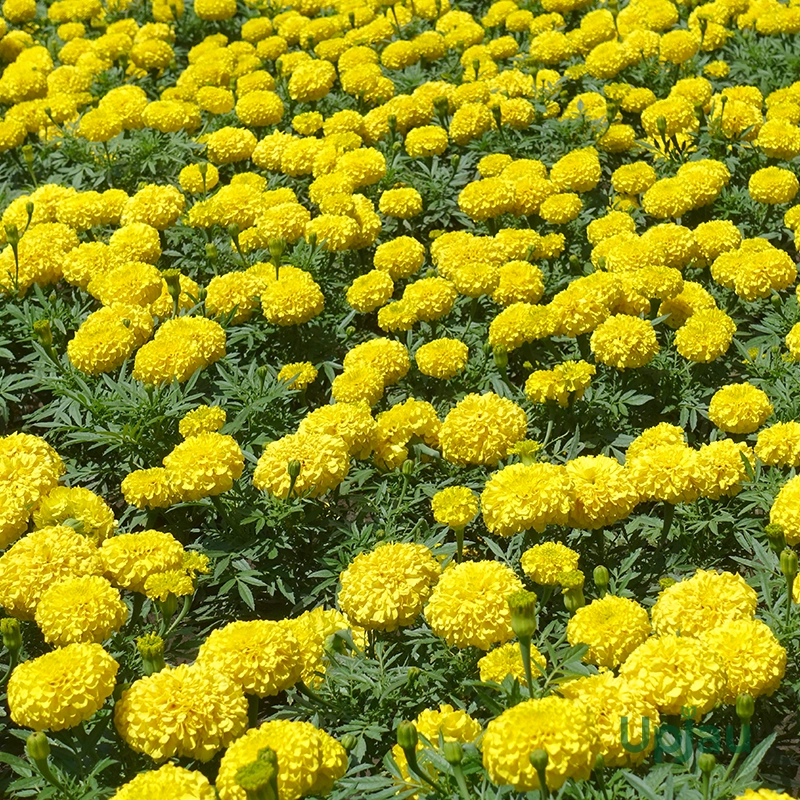 buy-genda-kolkatta-yellow-flower-seeds