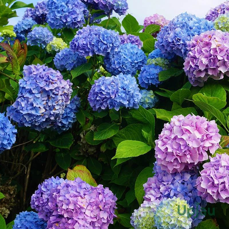 buy-hydrangea-plant-online
